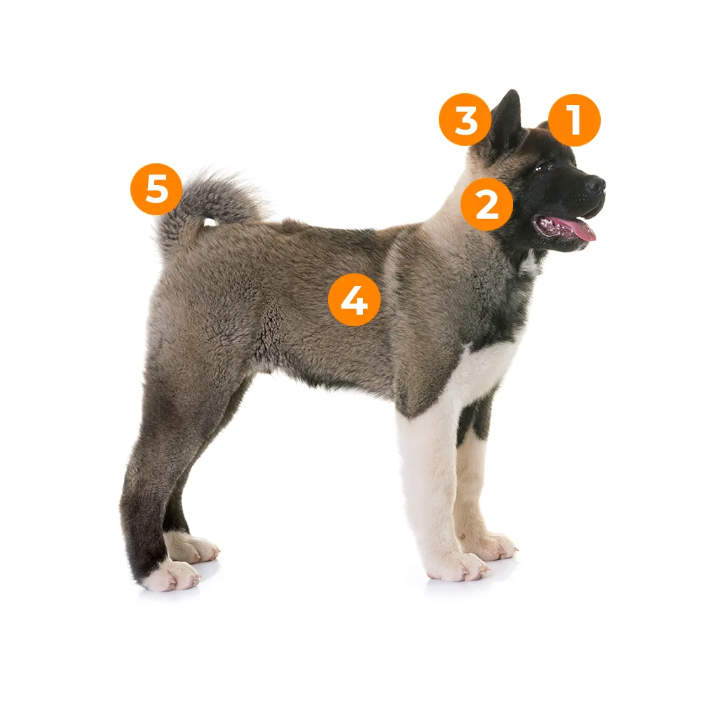 caracteristicas fisicas